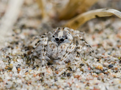 Yllenus turkestanicus