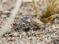 Yllenus turkestanicus