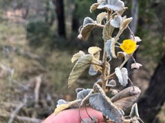 Melhania oblongifolia