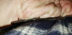 Plethodon cinereus