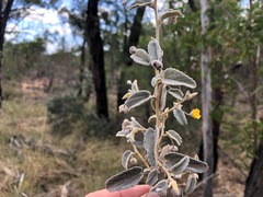 Melhania oblongifolia