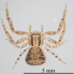 Xysticus croceus