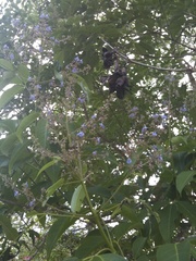 Vitex parviflora