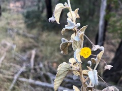 Melhania oblongifolia