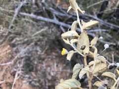 Melhania oblongifolia