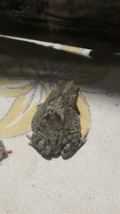 Rhinella granulosa