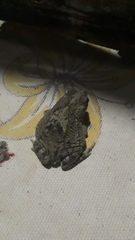 Rhinella granulosa