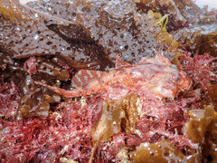 Myoxocephalus scorpius