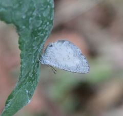 Spalgis lemolea lemolea