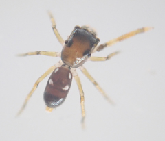 Synagelides agoriformis