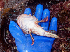 Myoxocephalus scorpius