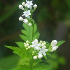 Valeriana chaerophylloides