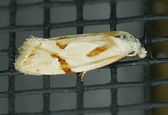 Aethes seriatana