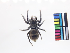 Hakka himeshimensis