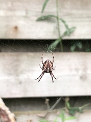 Araneus diadematus