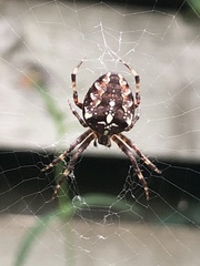 Araneus diadematus
