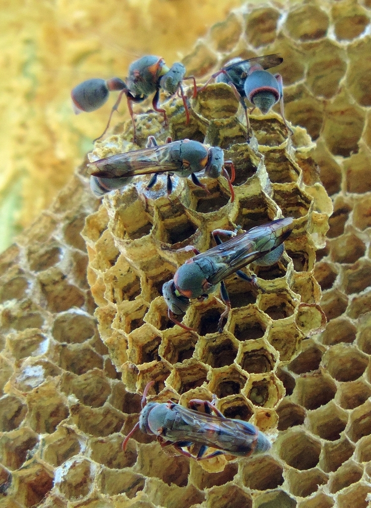 Ropalidia unidentata