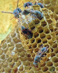 Ropalidia unidentata