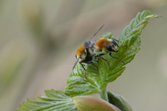 Criorhina floccosa