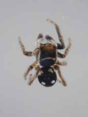 Attulus penicillatus