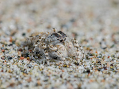 Yllenus turkestanicus