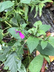 Hypoestes purpurea