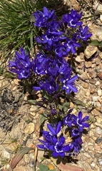 Codonorhiza elandsmontana