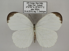 Leptosia hybrida somereni