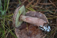 Aureoboletus projectellus