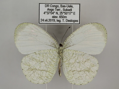 Leptosia hybrida somereni
