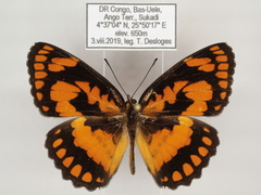 Byblia anvatara crameri