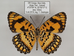Byblia anvatara crameri