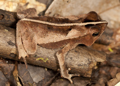 Rhinella margaritifera