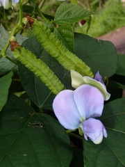 Psophocarpus tetragonolobus