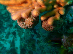 Gynandrocarpa placenta
