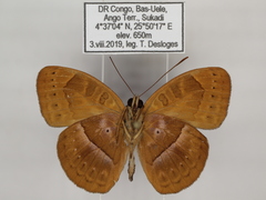 Euriphene goniogramma
