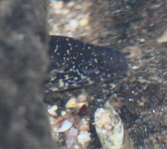 Gymnothorax pictus