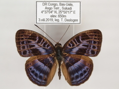 Euriphene goniogramma