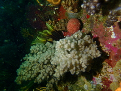 Gynandrocarpa placenta