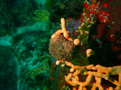 Gynandrocarpa placenta