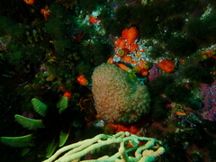Gynandrocarpa placenta