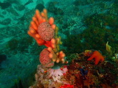 Gynandrocarpa placenta