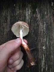 Leucoagaricus badhamii