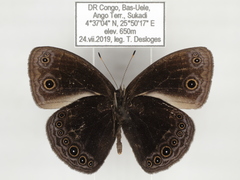 Bicyclus smithi smithi