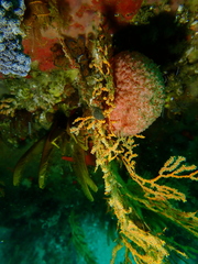 Gynandrocarpa placenta