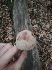 Leucoagaricus badhamii