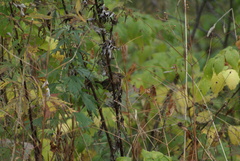 Troglodytes troglodytes