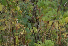 Troglodytes troglodytes