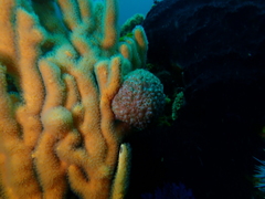 Gynandrocarpa placenta