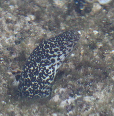 Gymnothorax pictus